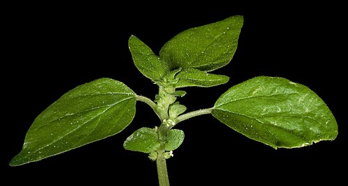 Pellitory-of-the-wall: KRT4633