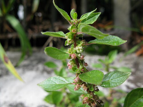 Pellitory-of-the-wall: Ausgebreitetes Glaskraut, Hamburg