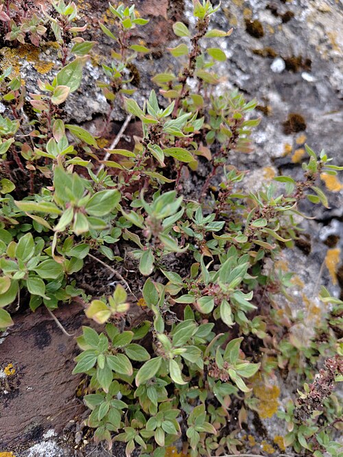 Pellitory-of-the-wall: La Pariétaire diffuse, une plante vivace saxicole au pollen allergisant, à Audreselles, France.