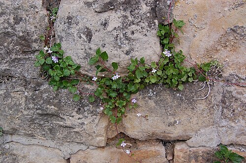 Pellitory-of-the-wall: håyné trawe-meur so ene muraye a Lussimbork
