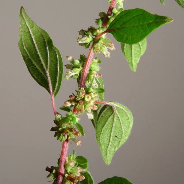 Pellitory-of-the-wall: Parietaria judaica , Family Urticaceae in San Francisco, California