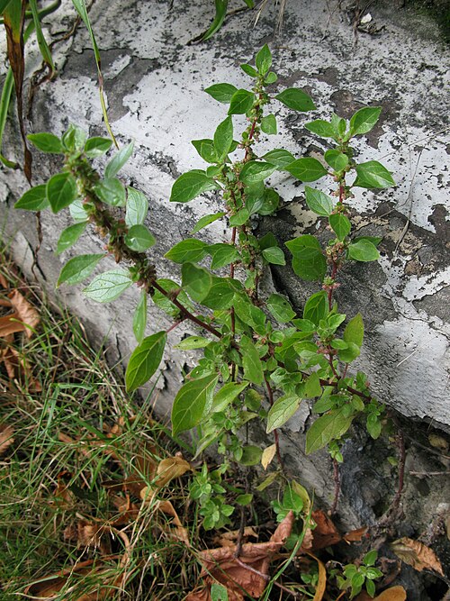 Pellitory-of-the-wall: Hamburg