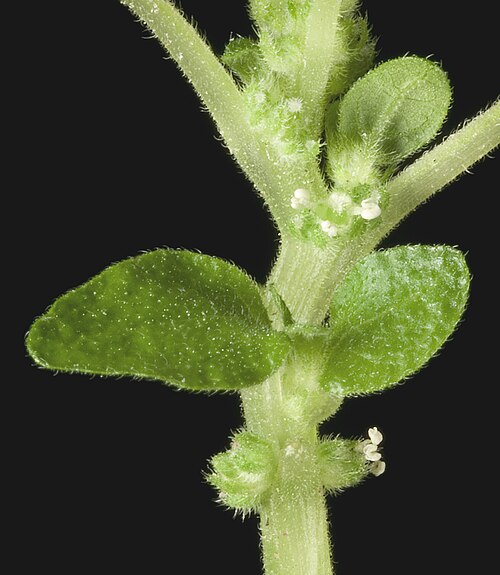 Pellitory-of-the-wall: KRT4633