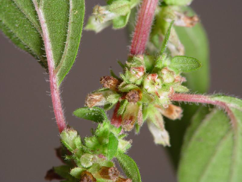 Pellitory-of-the-wall: Description Parietaria judaica , Family Urticaceae Date July 10, 2002 Location San Francisco, California Photographer Franco Folini