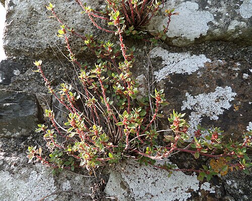 Pellitory-of-the-wall: Parietaria judaica (Pellitory of the Wall), Okehampton Castle, South Devon, England. South facing wall.