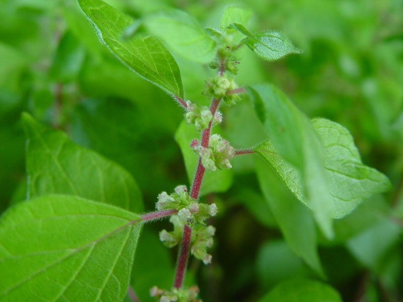 Pellitory-of-the-wall: Parietaria judaica — Spreading Pellitory; (Family Urticaceae); invasive plant species in U.S. .