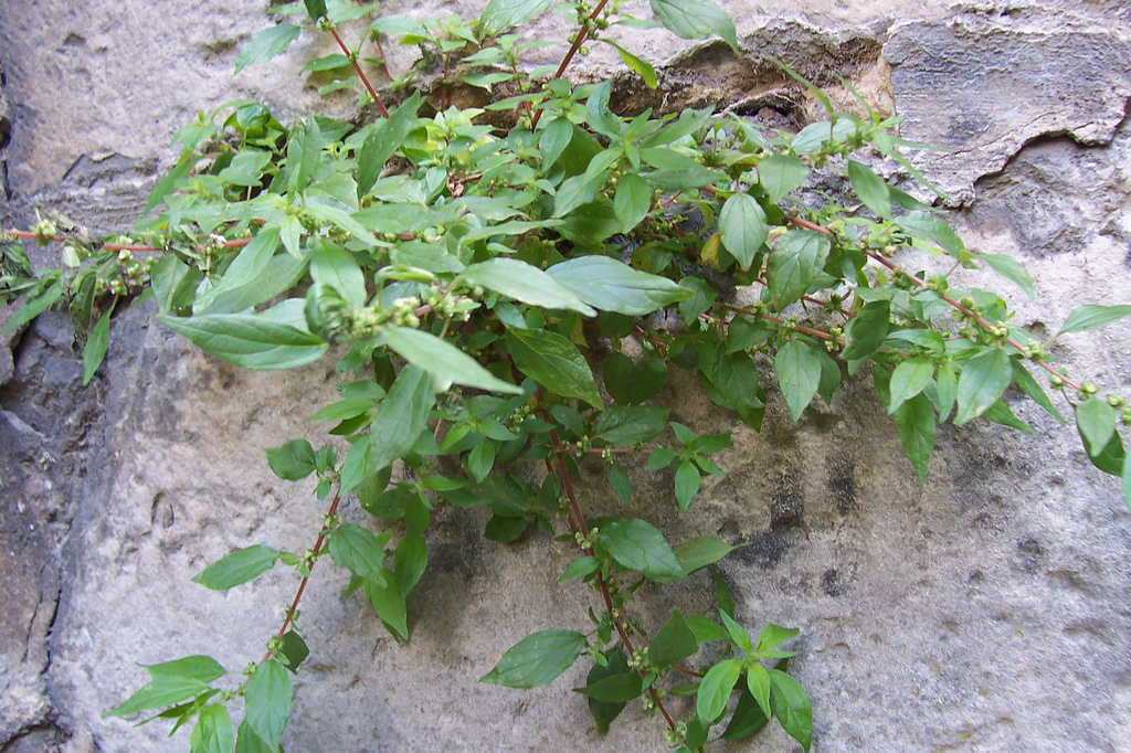 Pellitory-of-the-wall: Parietaria judaica growing in a wall in Senlis, Oise, France.