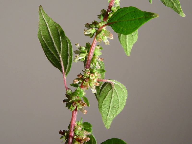 Pellitory-of-the-wall: Parietaria judaica , Family Urticaceae in San Francisco, California