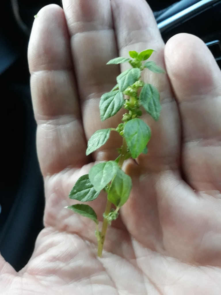 Parietaria lusitanica (Parietaria lusitanica)