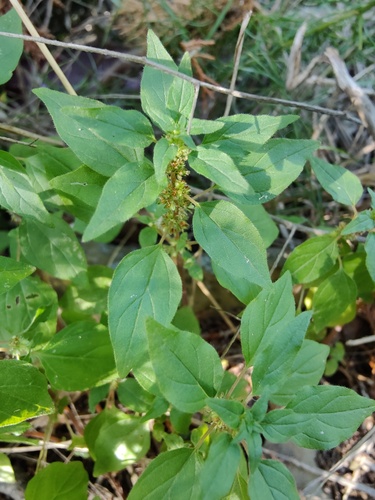 Parietaria lusitanica (Parietaria lusitanica)