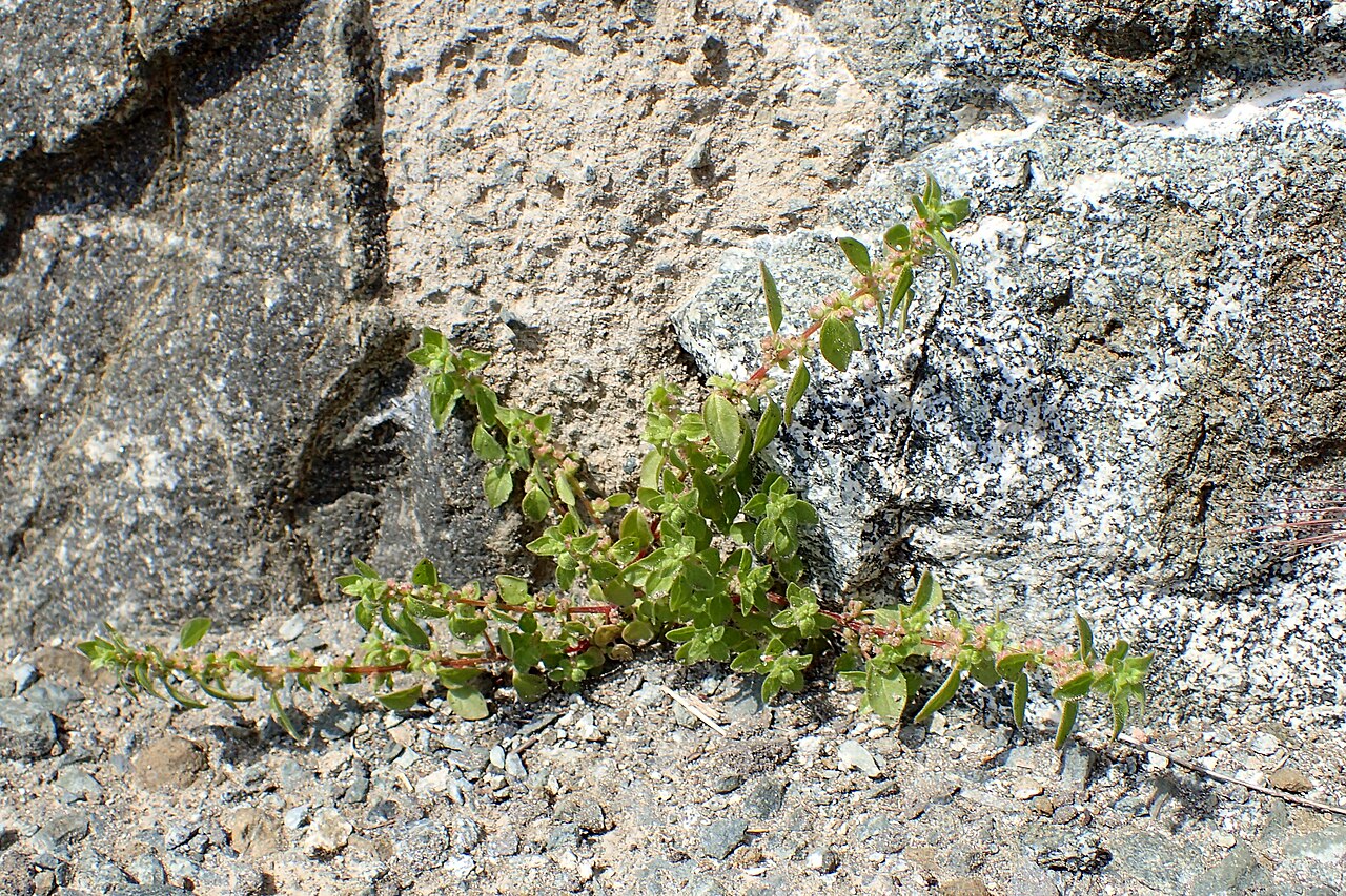 Parietaria lusitanica: Parietaria lusitanica on Kalavasos Dam, Cyprus