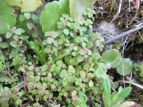 Parietaria lusitanica (Parietaria lusitanica)