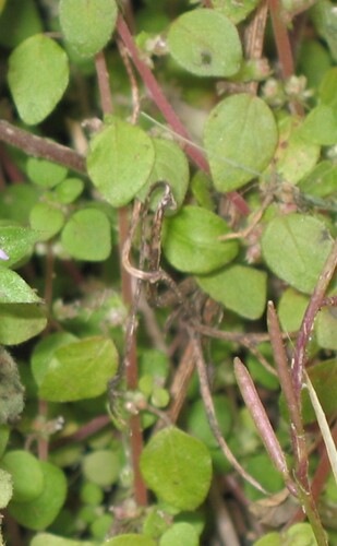 Parietaria lusitanica (Parietaria lusitanica)