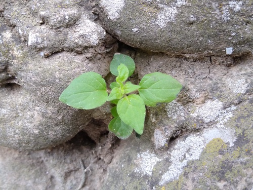 Parietaria lusitanica (Parietaria lusitanica)