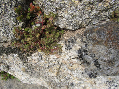 Parietaria lusitanica (Parietaria lusitanica)