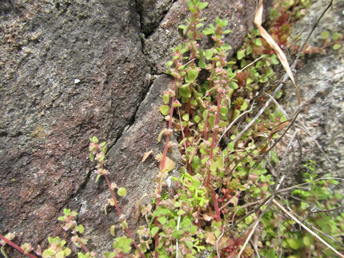 Parietaria lusitanica (Parietaria lusitanica)