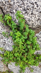 Parietaria lusitanica (Parietaria lusitanica)