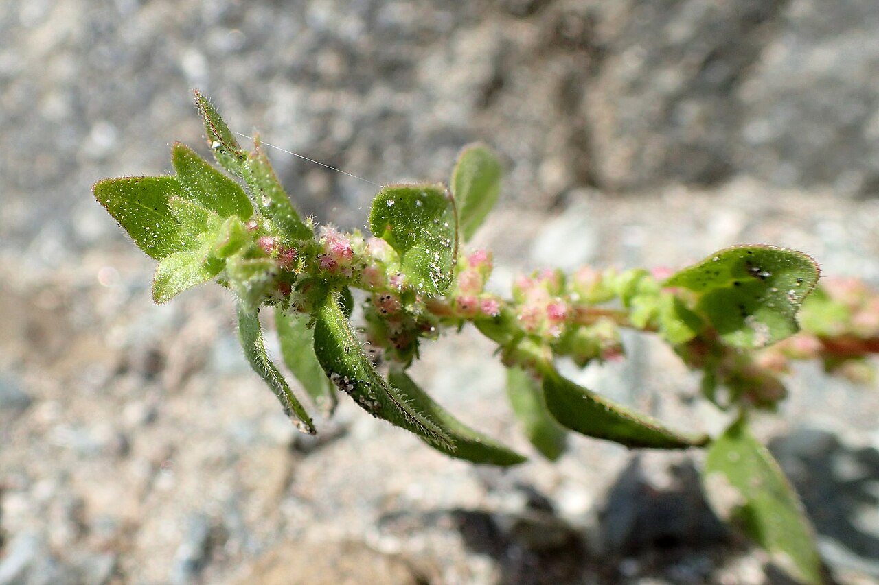 Parietaria lusitanica: Parietaria lusitanica on Kalavasos Dam, Cyprus