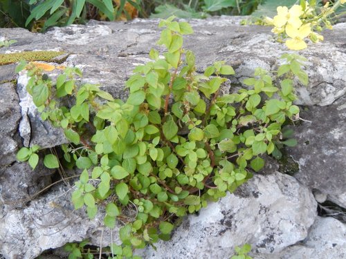 Parietaria lusitanica (Parietaria lusitanica)