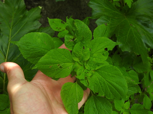Parietaria mauritanica (Parietaria mauritanica)