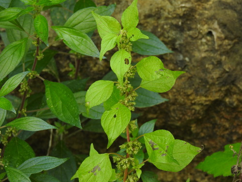 Parietaria mauritanica (Parietaria mauritanica)