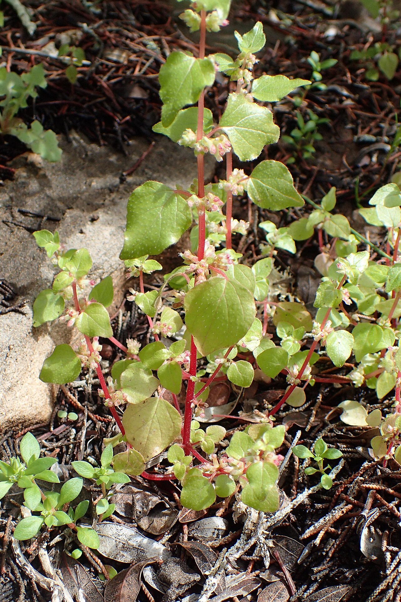 Parietaria mauritanica: Parietaria mauritanica in Essaouria