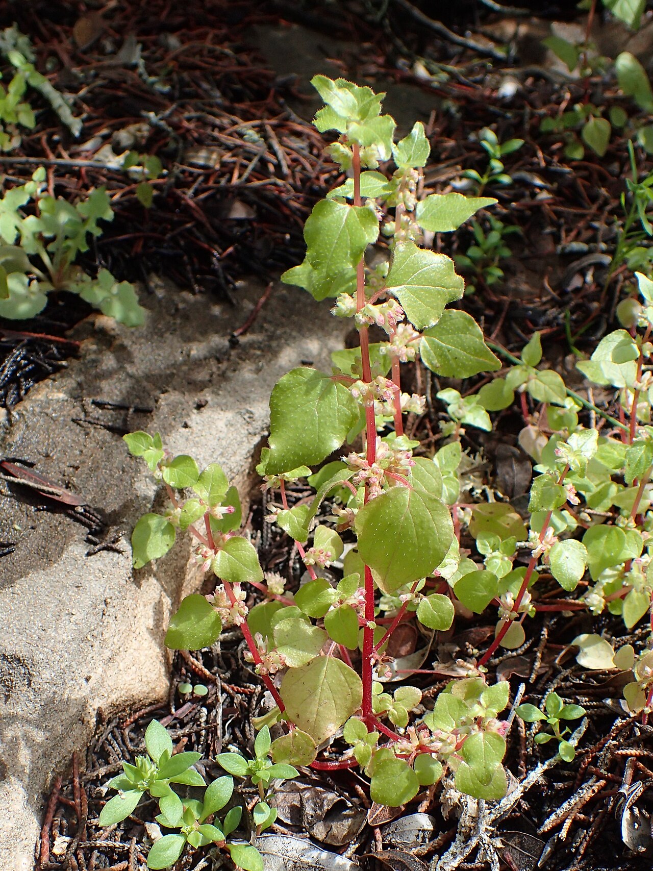 Parietaria mauritanica: Parietaria mauritanica in Essaouria