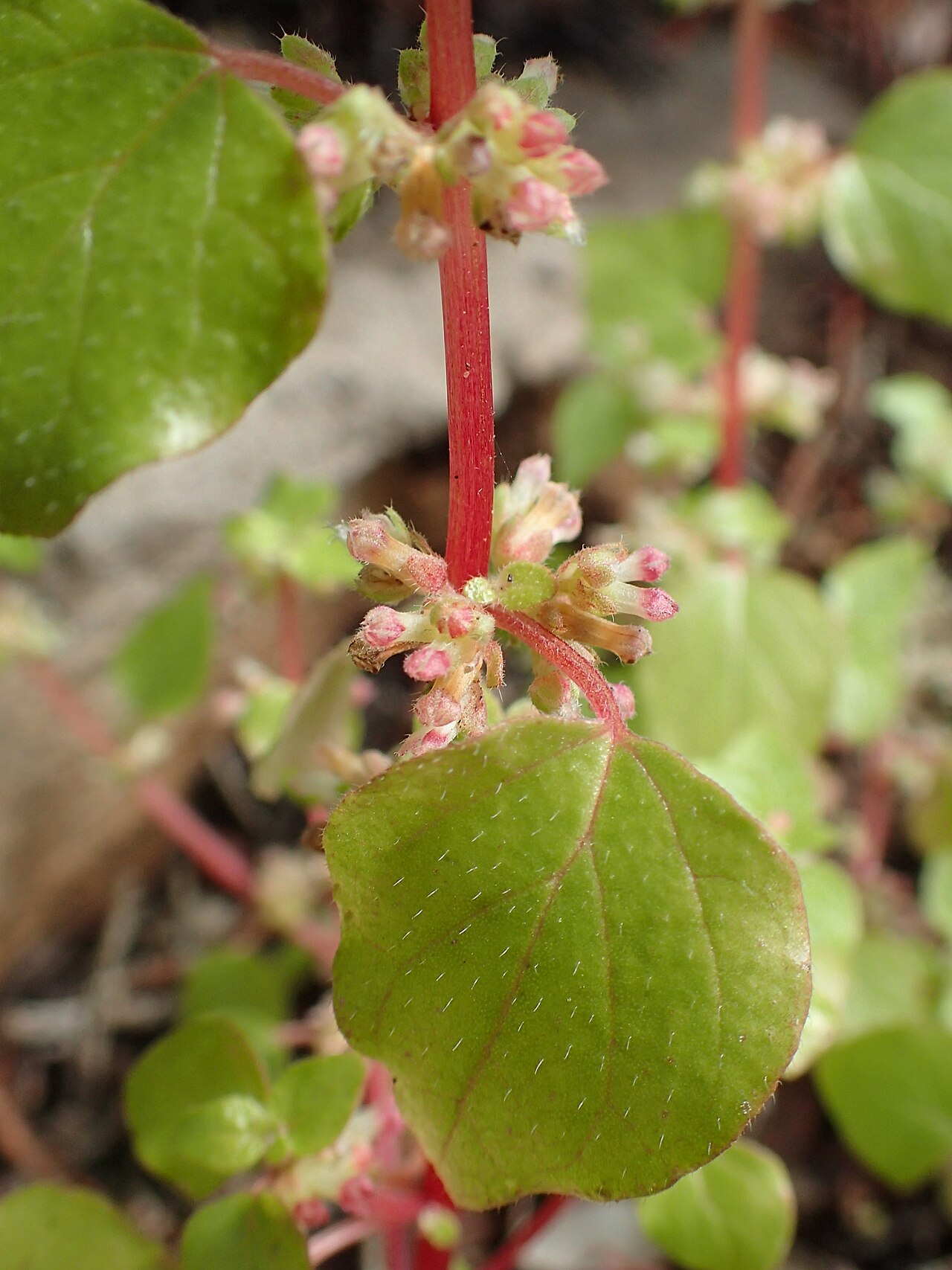 Parietaria mauritanica: Parietaria mauritanica in Essaouria