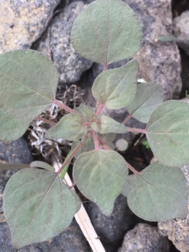 Parietaria mauritanica (Parietaria mauritanica)