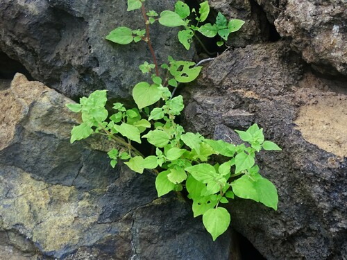 Parietaria mauritanica (Parietaria mauritanica)