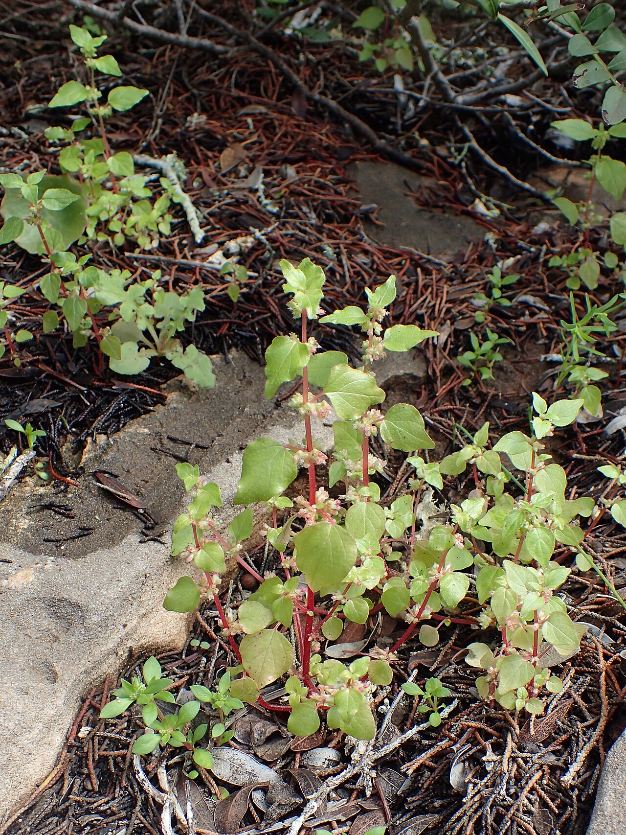 Parietaria mauritanica: Parietaria mauritanica in Essaouria