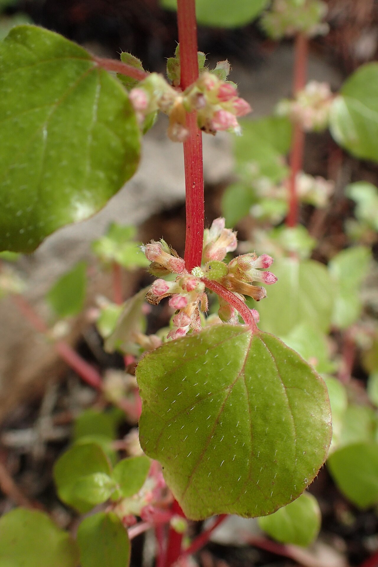 Parietaria mauritanica: Parietaria mauritanica in Essaouria