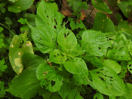 Parietaria mauritanica (Parietaria mauritanica)