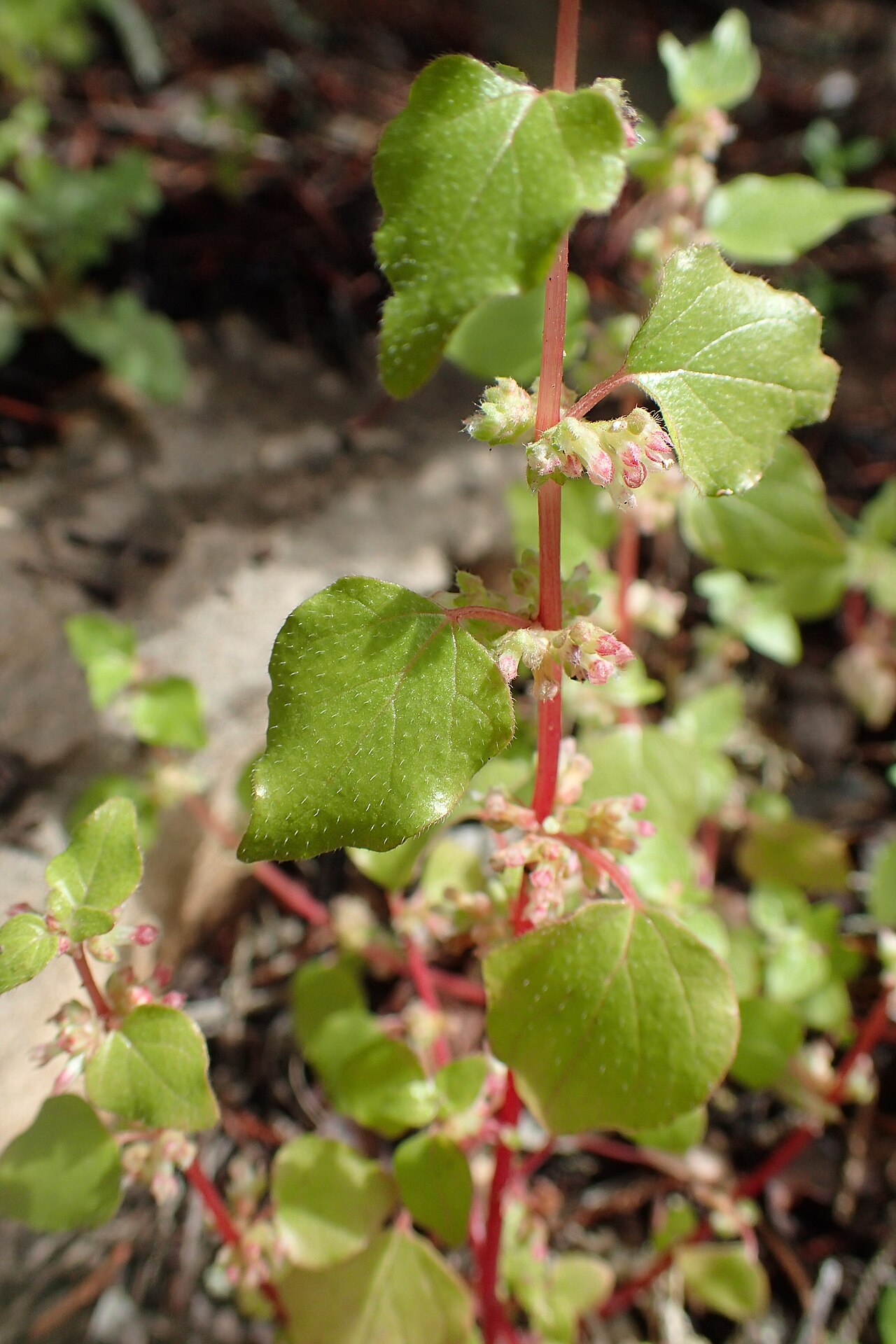 Parietaria mauritanica: Parietaria mauritanica in Essaouria