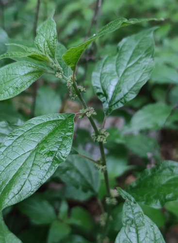 Upright pellitory (Parietaria officinalis)