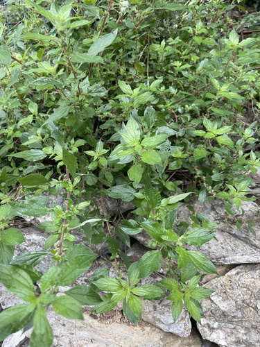 Upright pellitory (Parietaria officinalis)