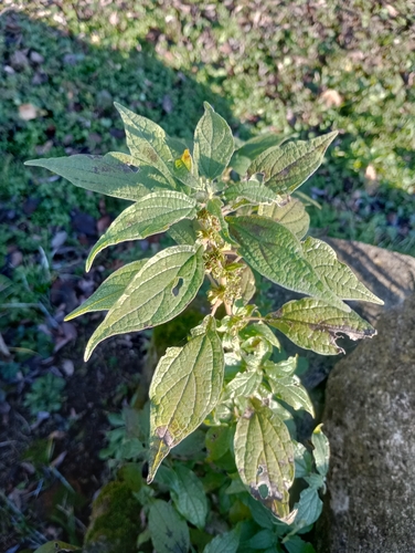 Upright pellitory (Parietaria officinalis)