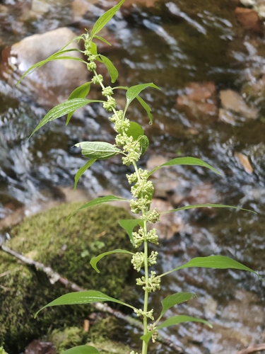 Upright pellitory (Parietaria officinalis)
