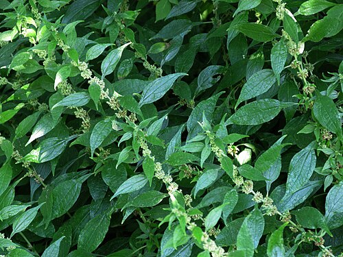 Upright pellitory: Aufrechtes Glaskraut, Germany, baltic