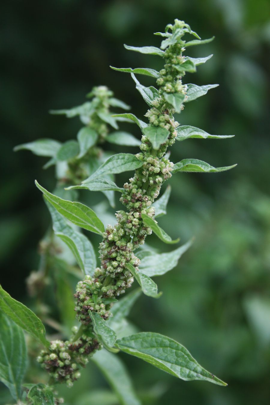 Upright pellitory: Aufrechtes Glaskraut ( Parietaria officinalis ), Brennnesselgewächse (Urticaceae) - Österreich/Austria/Autriche: Niederösterreich, Eichkogel S Mödling
