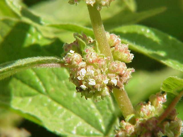Upright pellitory: Species : Parietaria erecta Family : Urticaceae Image No. 1