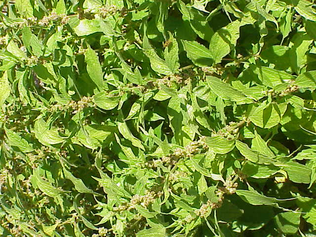 Upright pellitory: Species : Parietaria erecta Family : Urticaceae Image No. 2