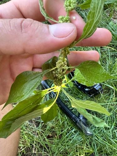 Upright pellitory (Parietaria officinalis)