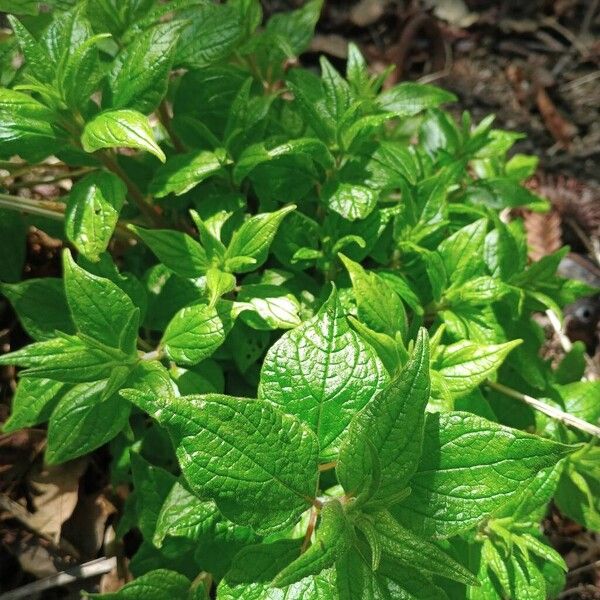 Upright pellitory (Parietaria officinalis)