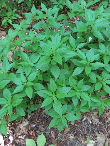 Upright pellitory (Parietaria officinalis)