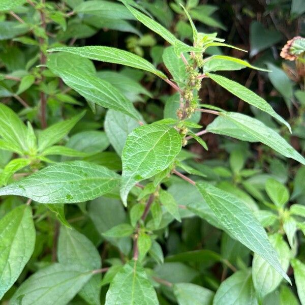 Upright pellitory (Parietaria officinalis)