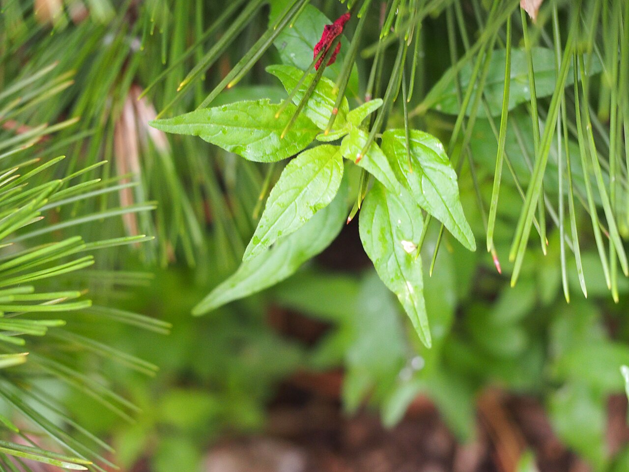 Pennsylvania pellitory: Parietaria pensylvanica 6/2021 Pennsylvania Pellitory- (Native) Pennsylvania Pellitory, Mature size: 6-12in., Leaves are thin, 1 to 3 inches long, up to ½ inch