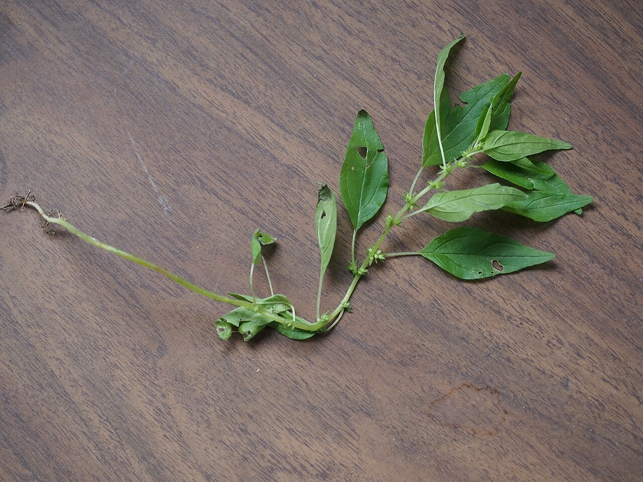 Pennsylvania pellitory: Parietaria pensylvanica 6/2021 Pennsylvania Pellitory- (Native) Pennsylvania Pellitory, Mature size: 6-12in., Leaves are thin, 1 to 3 inches long, up to ½ inch