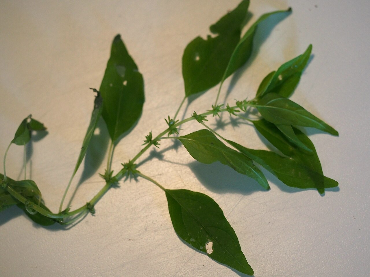 Pennsylvania pellitory: Parietaria pensylvanica 6/2021 Pennsylvania Pellitory- (Native) Pennsylvania Pellitory, Mature size: 6-12in., Leaves are thin, 1 to 3 inches long, up to ½ inch