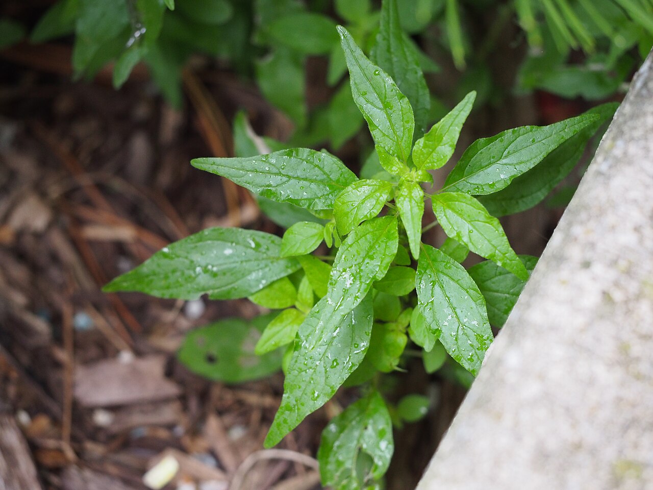 Pennsylvania pellitory: Parietaria pensylvanica 6/2021 Pennsylvania Pellitory- (Native) Pennsylvania Pellitory, Mature size: 6-12in., Leaves are thin, 1 to 3 inches long, up to ½ inch